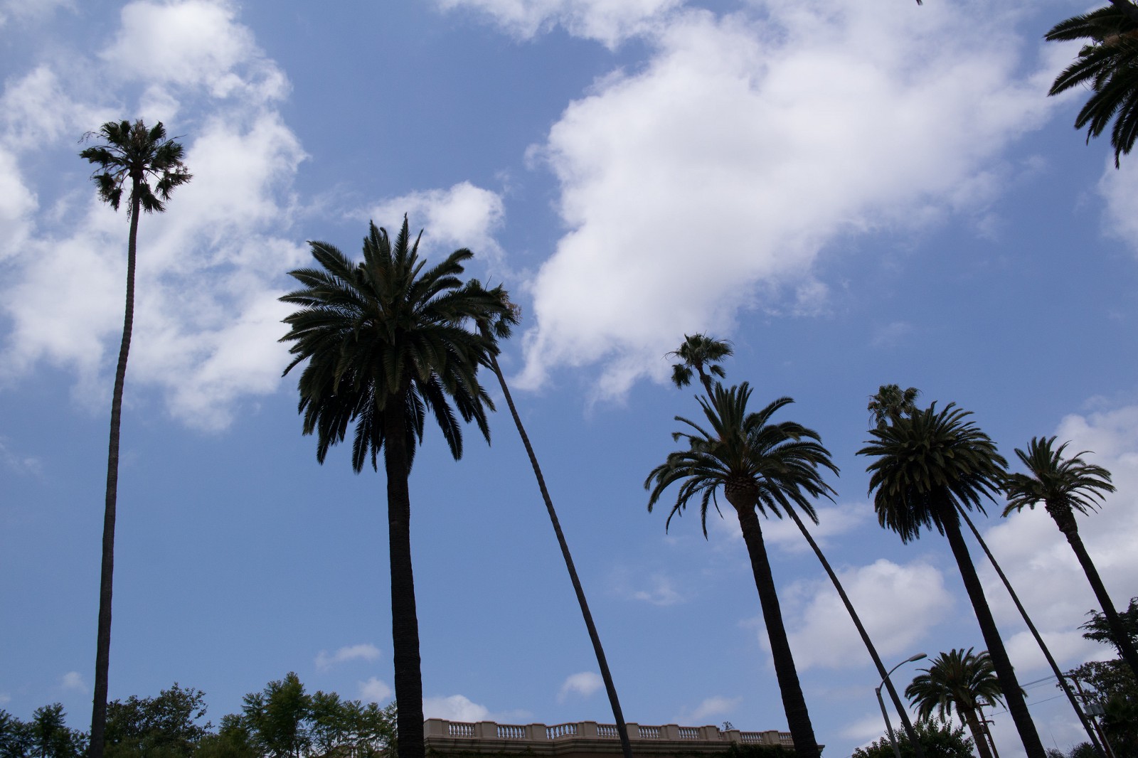 Photo of palm trees